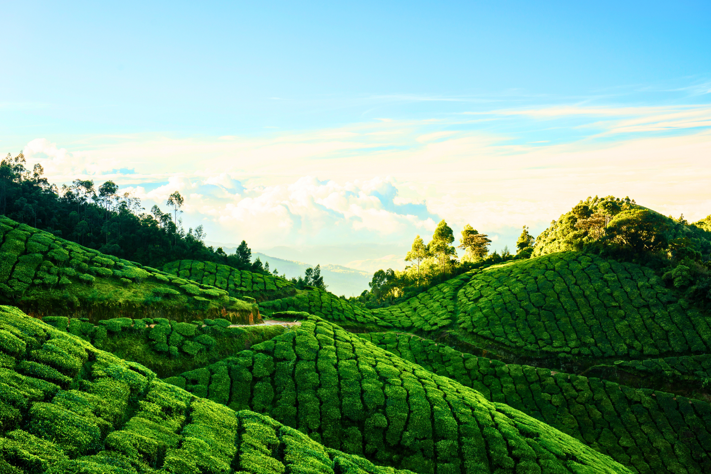 munnar (3).webp